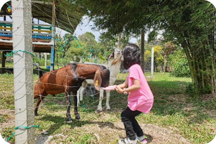 Imej Cattle Queen Park Kluang