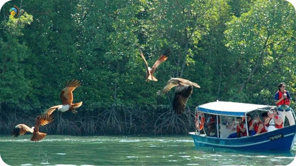 Imej Eagle Feeding Kuala Selangor