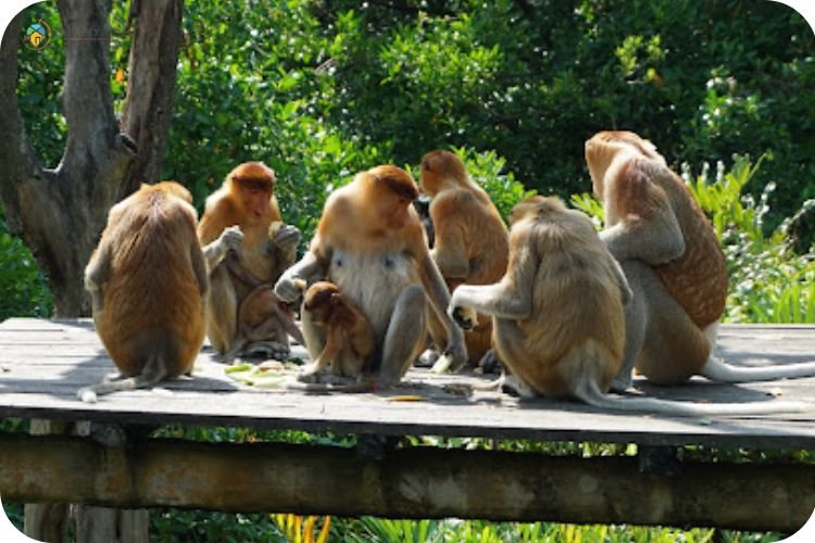 Imej Labuk Bay Proboscis Monkey Sanctuary