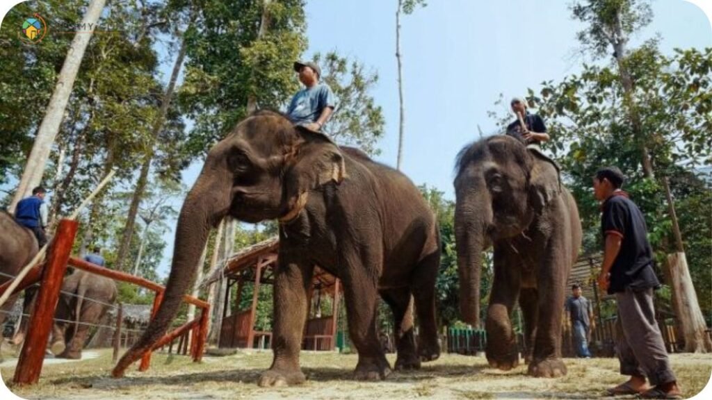 Imej Pusat Konservasi Gajah Kebangsaan