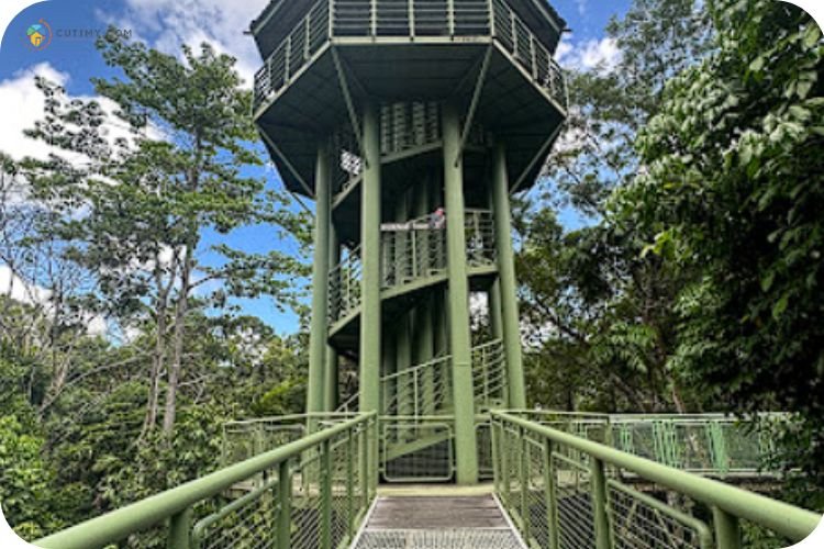 Imej Rainforest Discovery Centre (RDC)