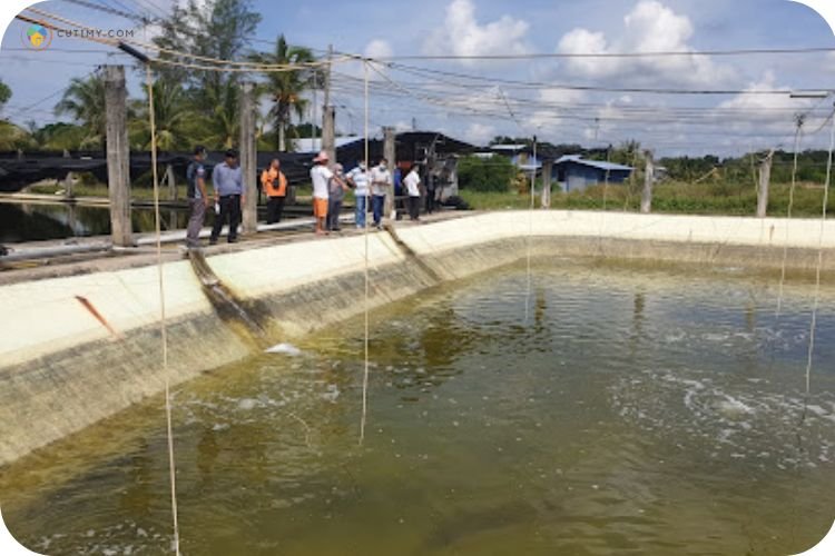 Imej Borneo Aqua Harvest Sdn Bhd