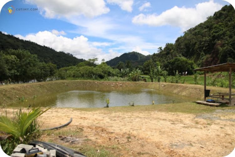 Imej Kandaki View Fishpond