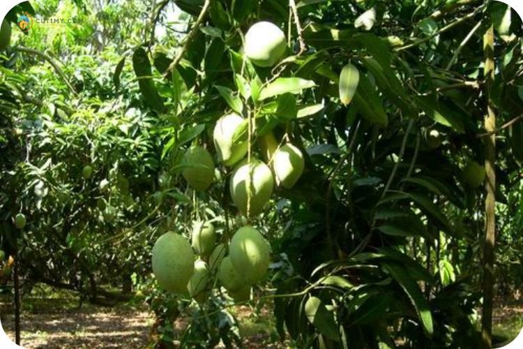 Imej Ladang Mangga Sungai Limau