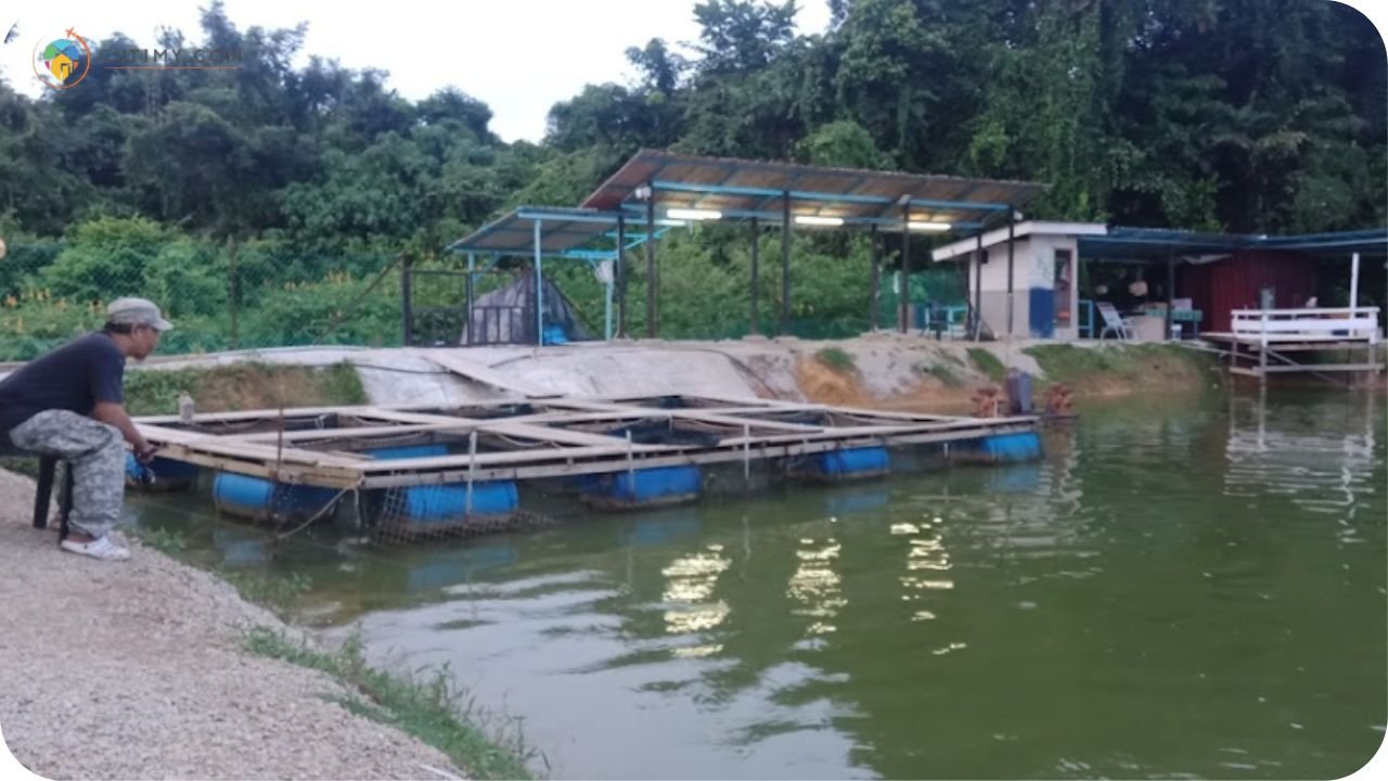 Imej Tempat Memancing Di Kelantan Kolam Pancing Air Masin Kubang Rawa