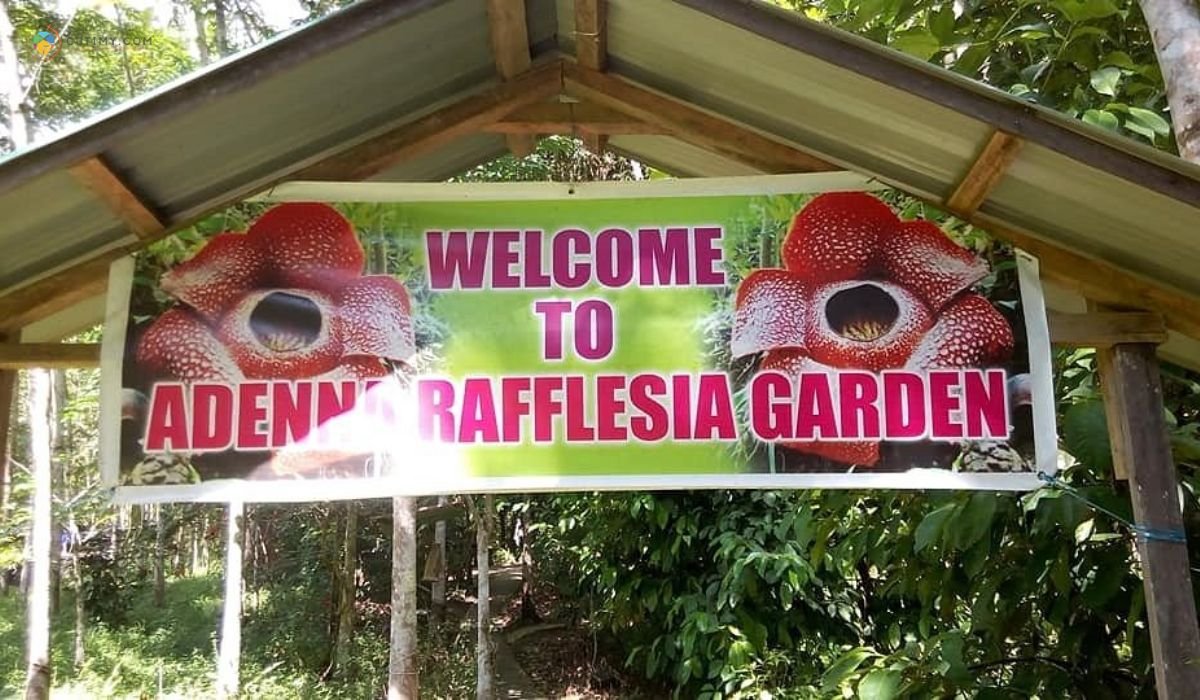 imej Adenna Rafflesia Garden, Poring, Sabah