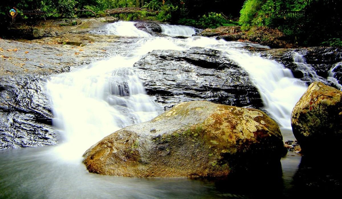 imej Bukit Hijau Recreational Forest_ Menjelajahi Hutan Tropis yang Megah