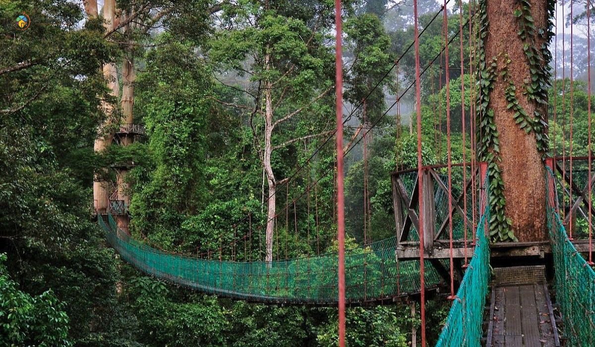 imej Danum Valley Conservation Area_ Hutan Hujan Tropika yang Menakjubkan