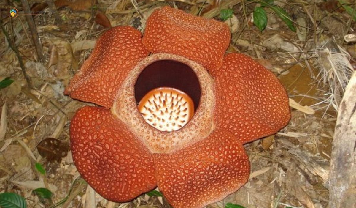 imej Kokob Rafflesia Conservation Garden