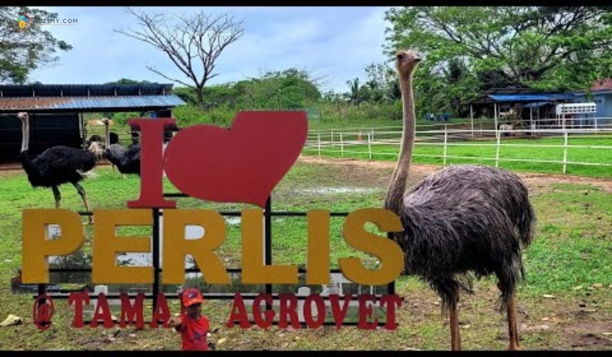 imej Ladang Burung Unta Perlis (Ostrich Farm)_ Atraksi Unik dan Berbeza