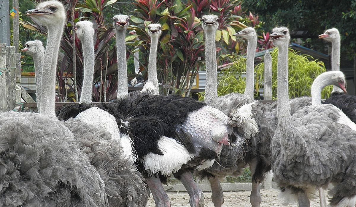 imej Ostritch Wonderland Kajang