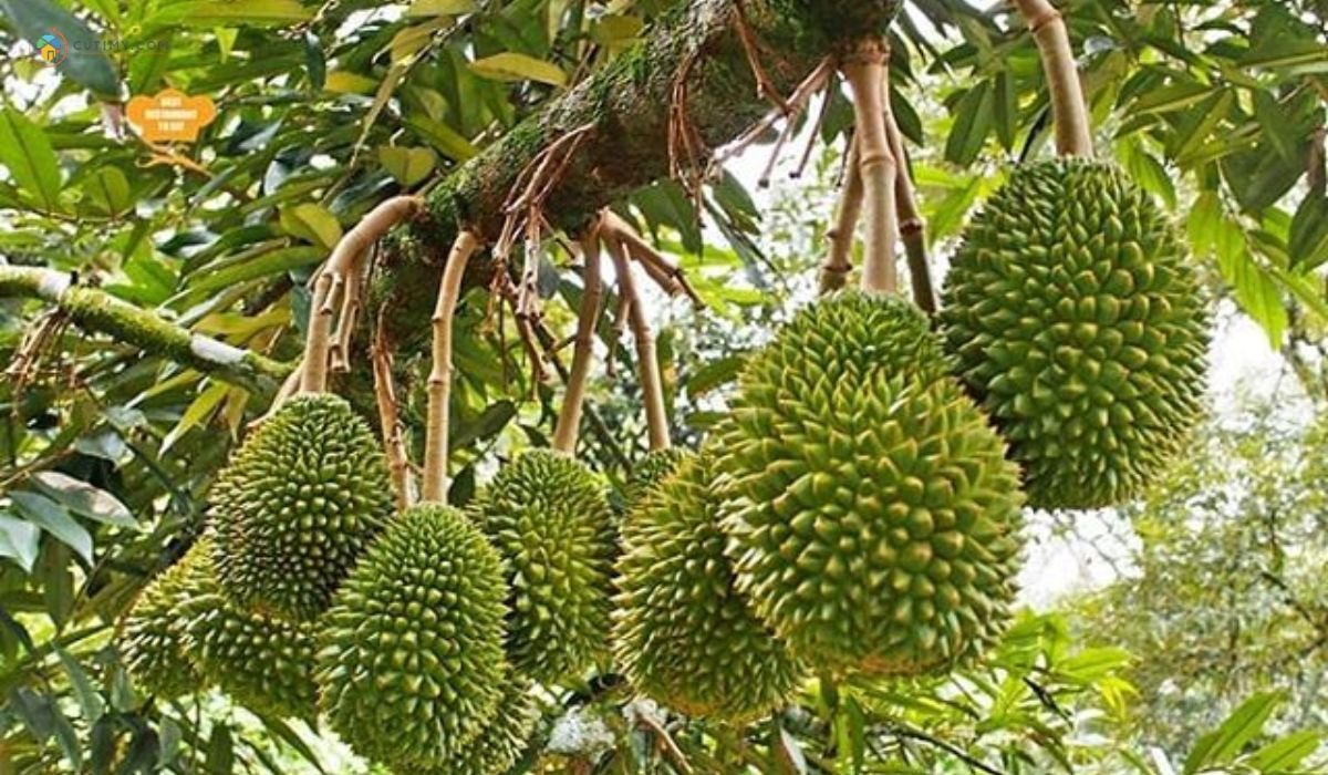 imej Raub Durian Orchard