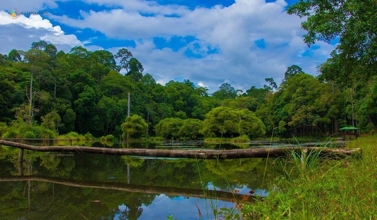 imej Taliwas in Danum Valley