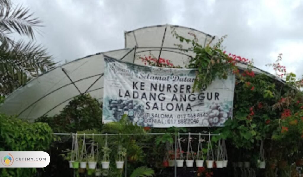 Imej Ladang Anggur Saloma 2