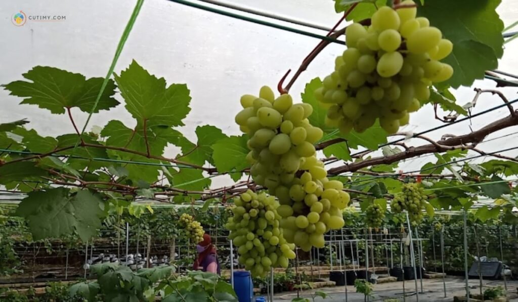 imej PO-LAND Grape Machang